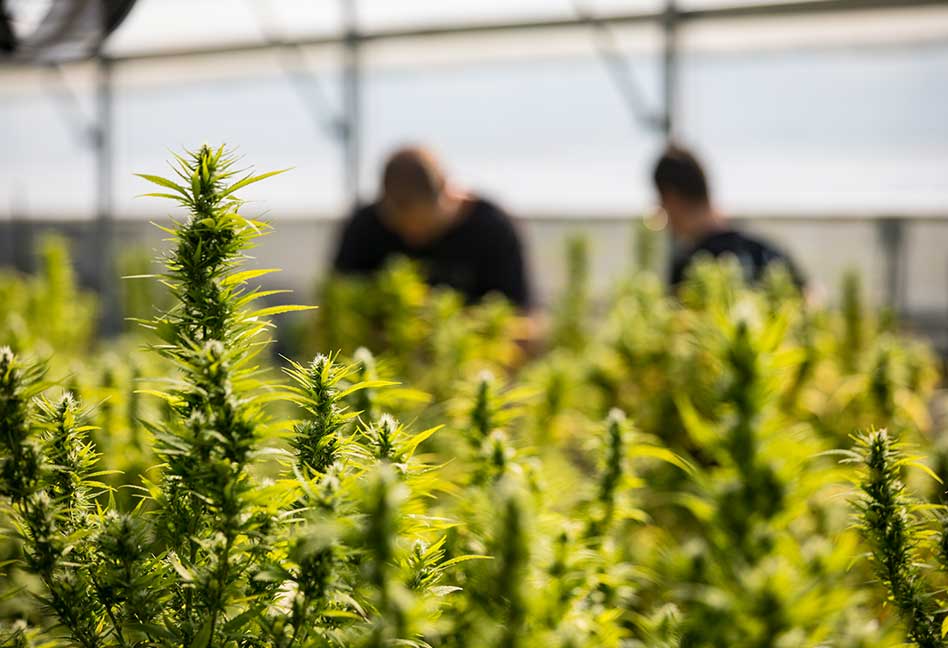 Cannabis. Hemp Cultivation and Processing